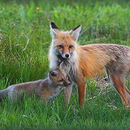 Fox Den Lodge West Yellowstone Exterior foto